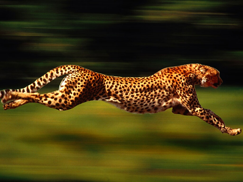 Illustration for article titled Caturday - Acinonyx jubatus Edition